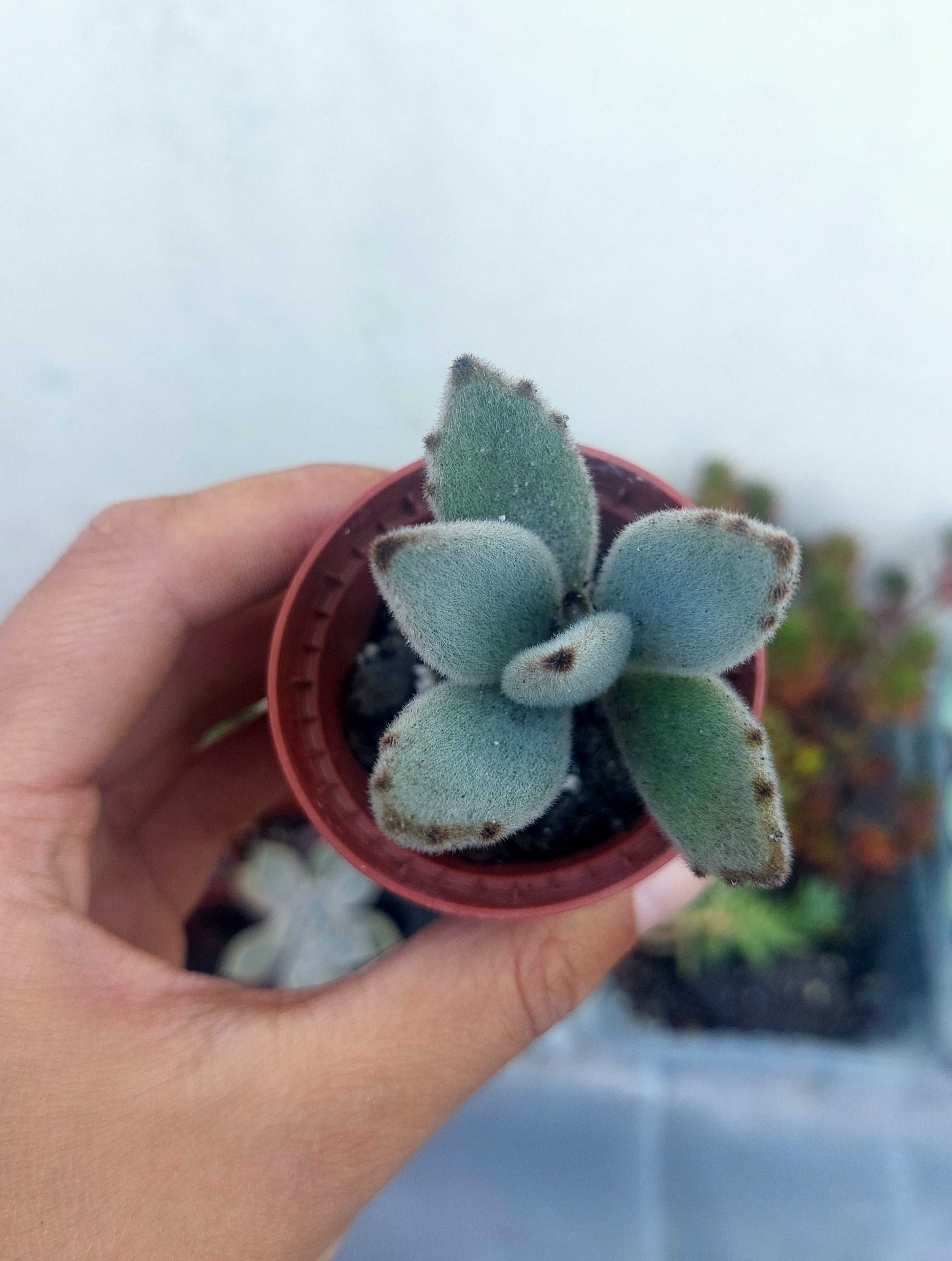 Suculentas 1€ cada