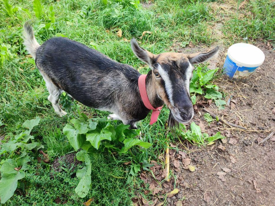 Продам козу Альпійку