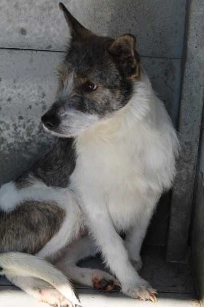 103449 Ludmiła do adopcji