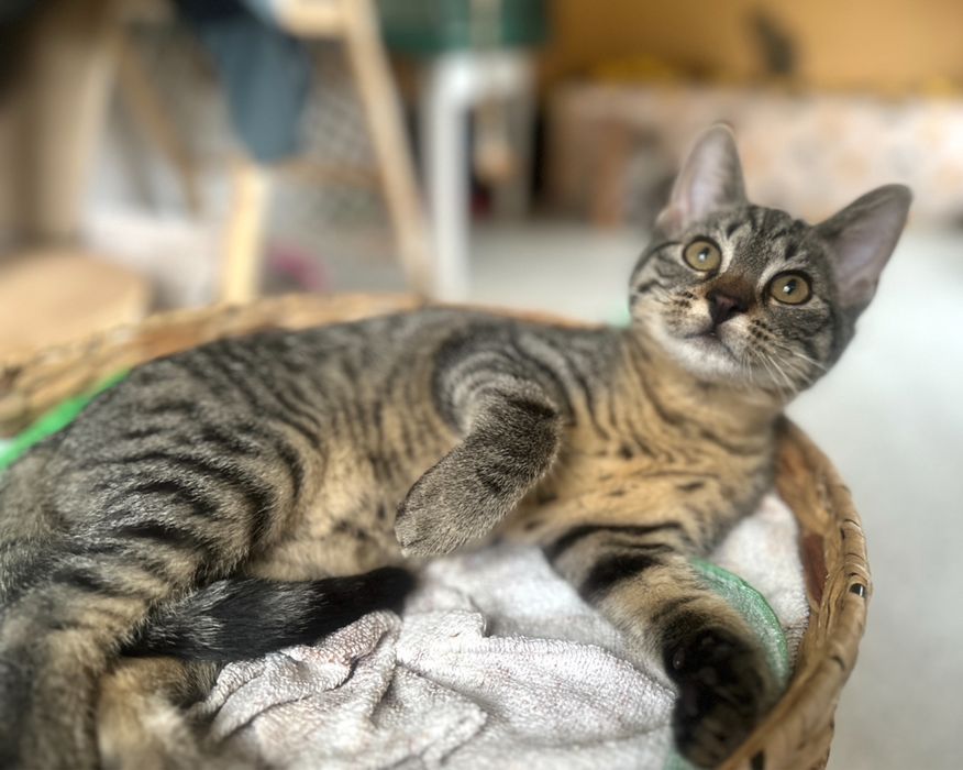 Loki - mały wojownik o łagodnym serduszku