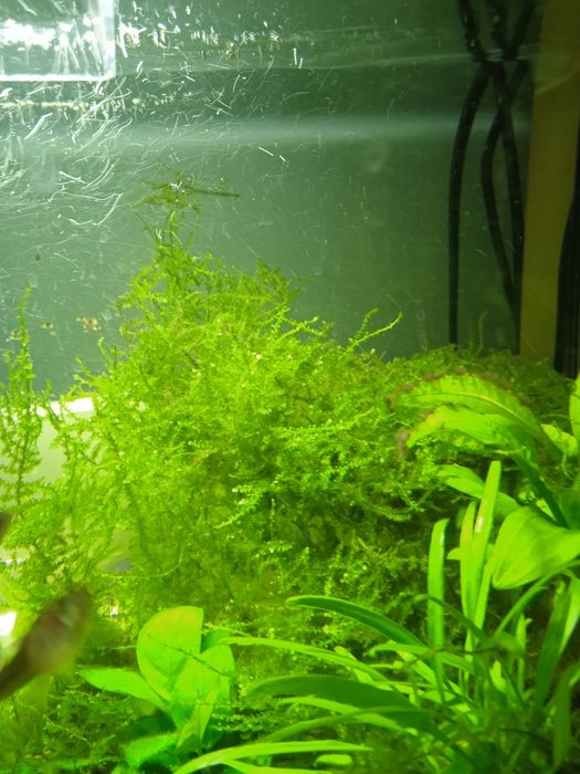 Mech do akwarium duży piękny tanio cały słoik