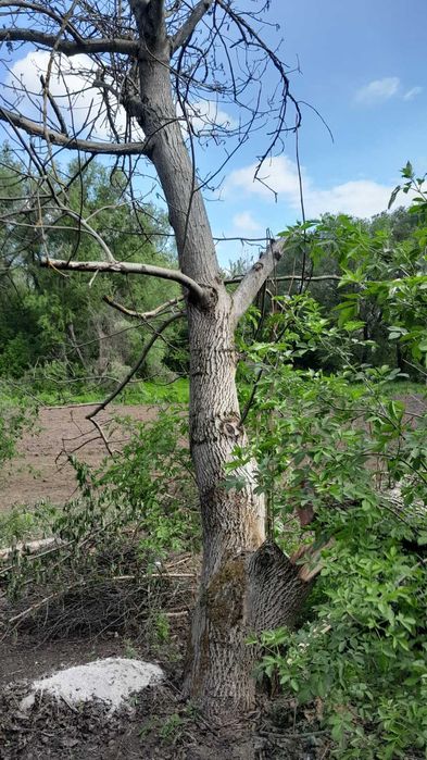 Дерево орех яблоня