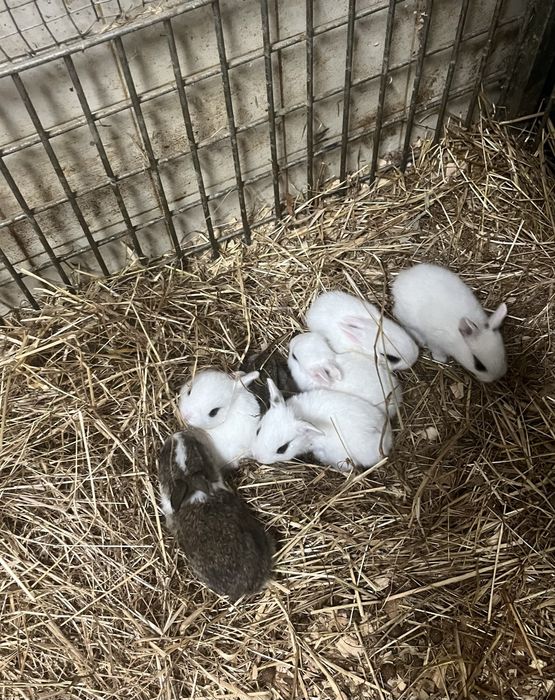 Coelhos por pequeno medio