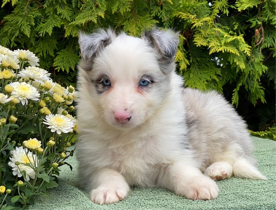 Border Collie chłopiec blue merle