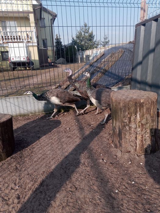 Paw królowski z tego roku