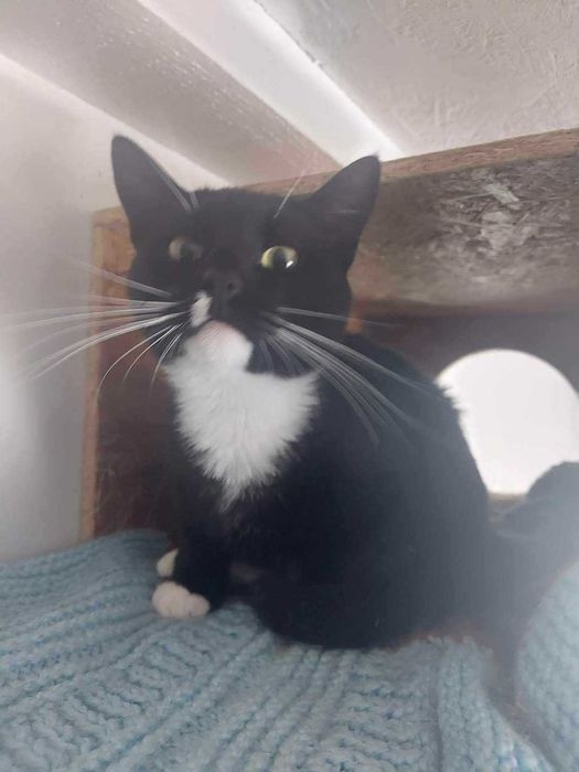 ZUSKA - Schronisko dla Zwierząt w Ostródzie