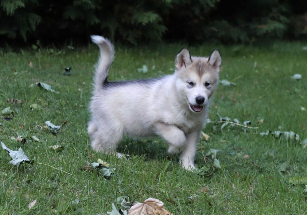 Alaskan Malamute piesek szczeniak NANU