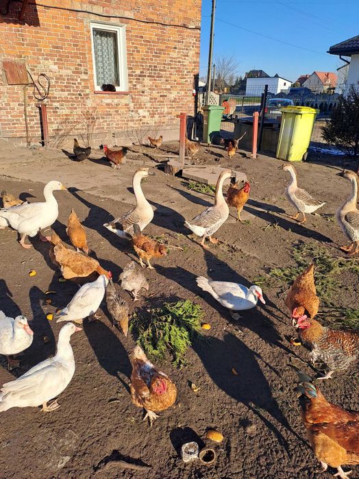 Gesi garbanosy landes, Perliczki, kaczki francuskie, koguty, Tuszki