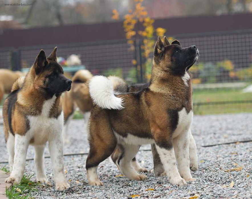 Яркий мальчик американской акиты