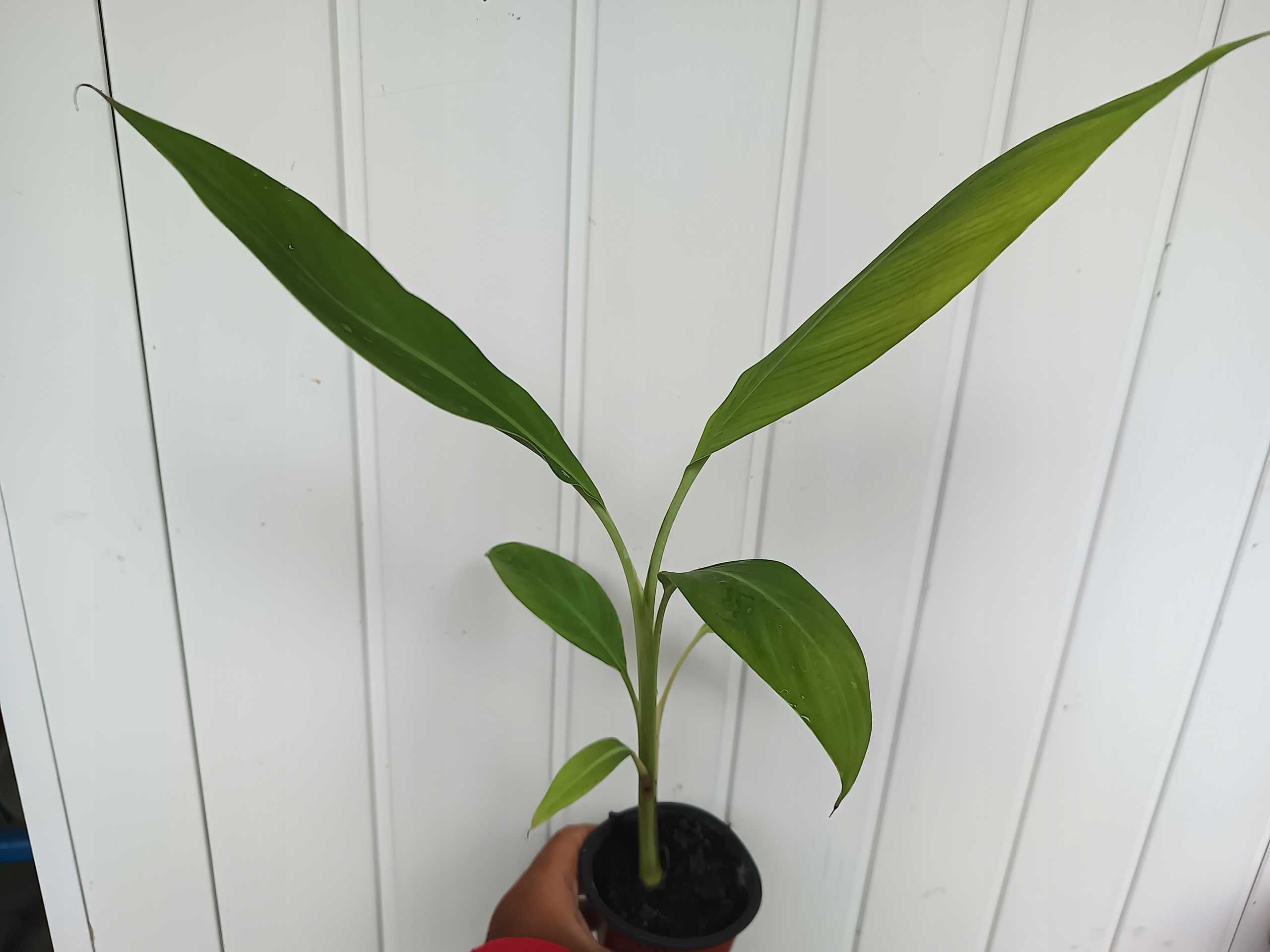 Bananowiec MUSA CHEESMANII banan 20-30CM sadzonka P9