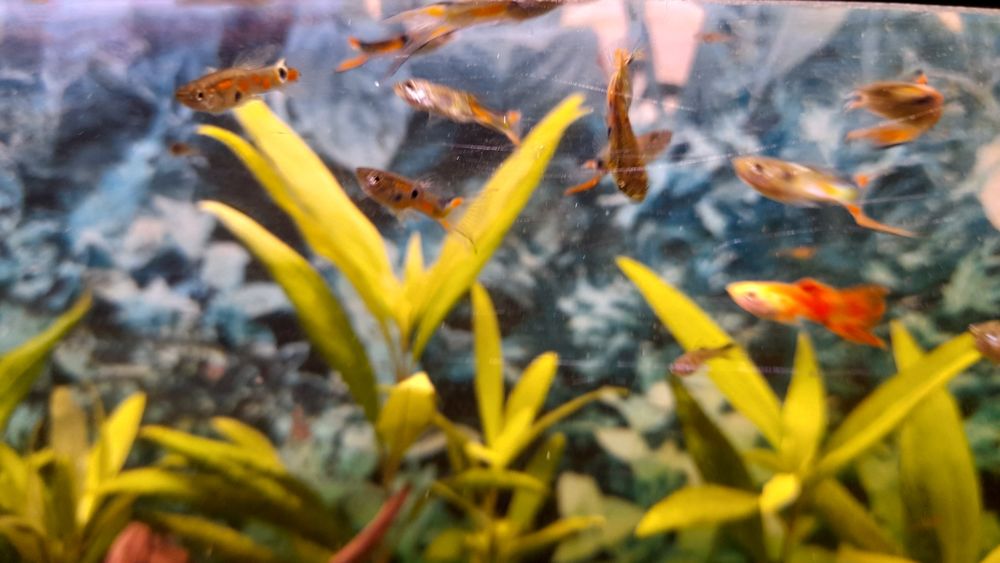 Oddam gupiki Endlera