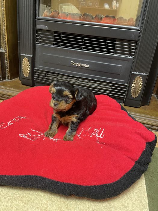 Готується до продажу дівчинка йоркширського терʼєру