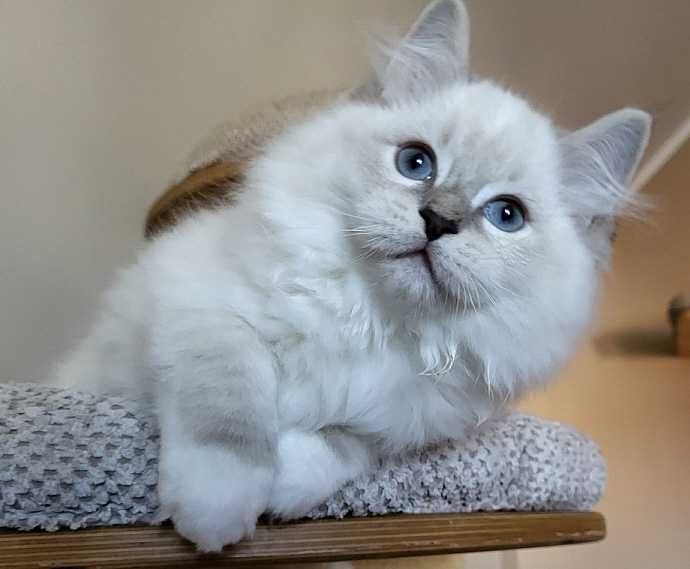 Kocięta Ragdoll  z rodowodem WCF