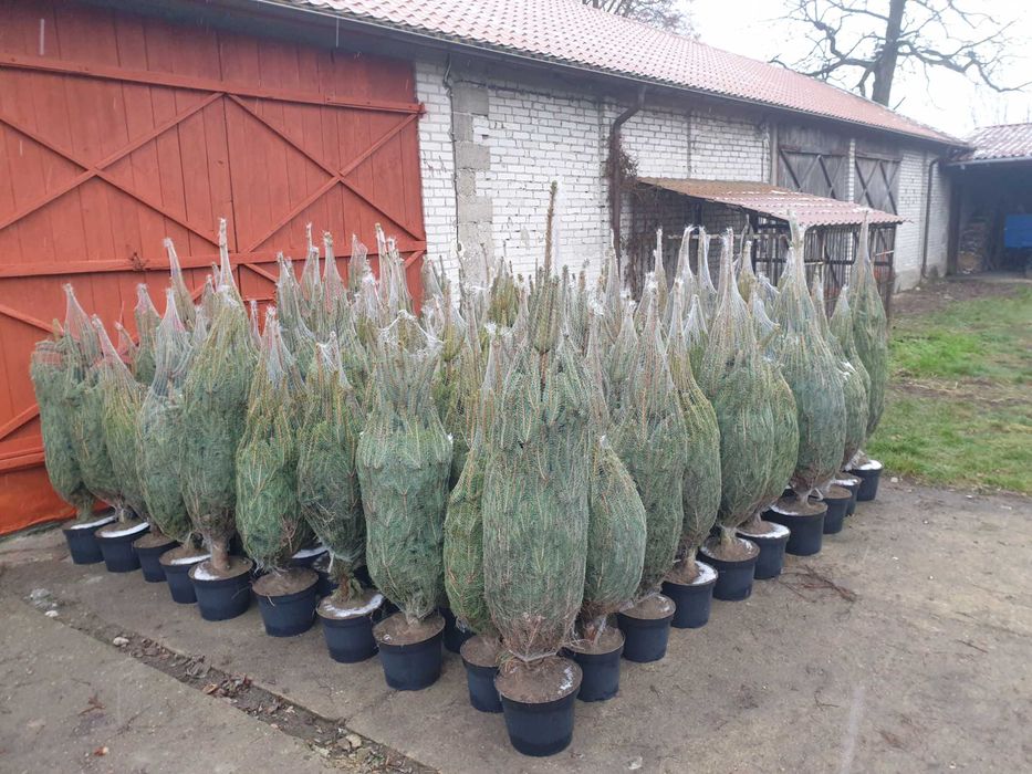 choinka, świerk świąteczny dowozem , Warszawa i okolice, producent