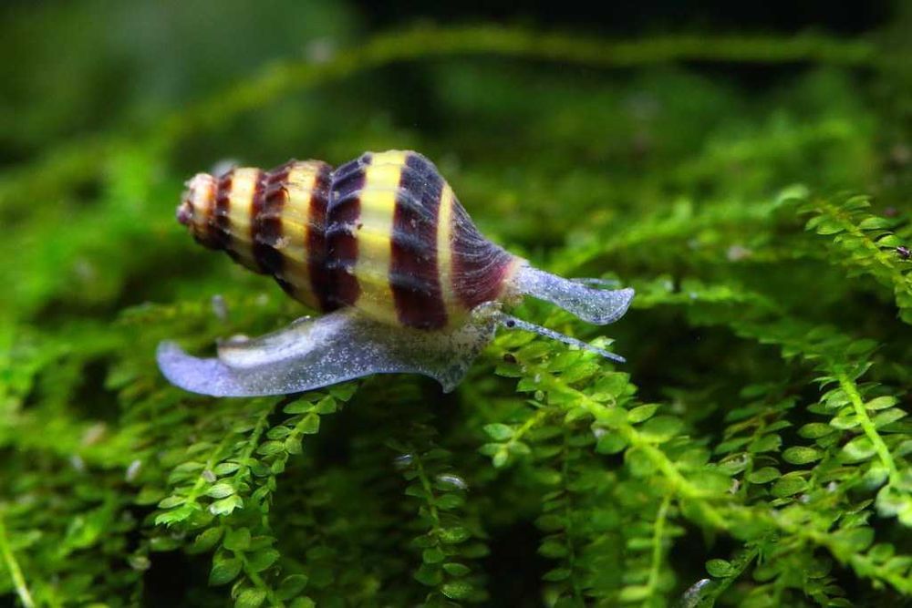 Caracol Assassino - Anetome helena