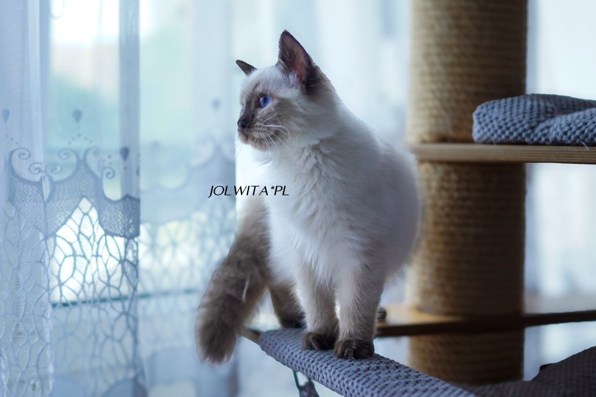 Kotka ragdoll,świetna dziewczynka