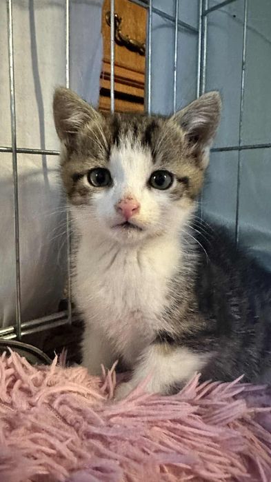 jego mama zginęła :( 7 tygodniowy Gizmo do adopcji