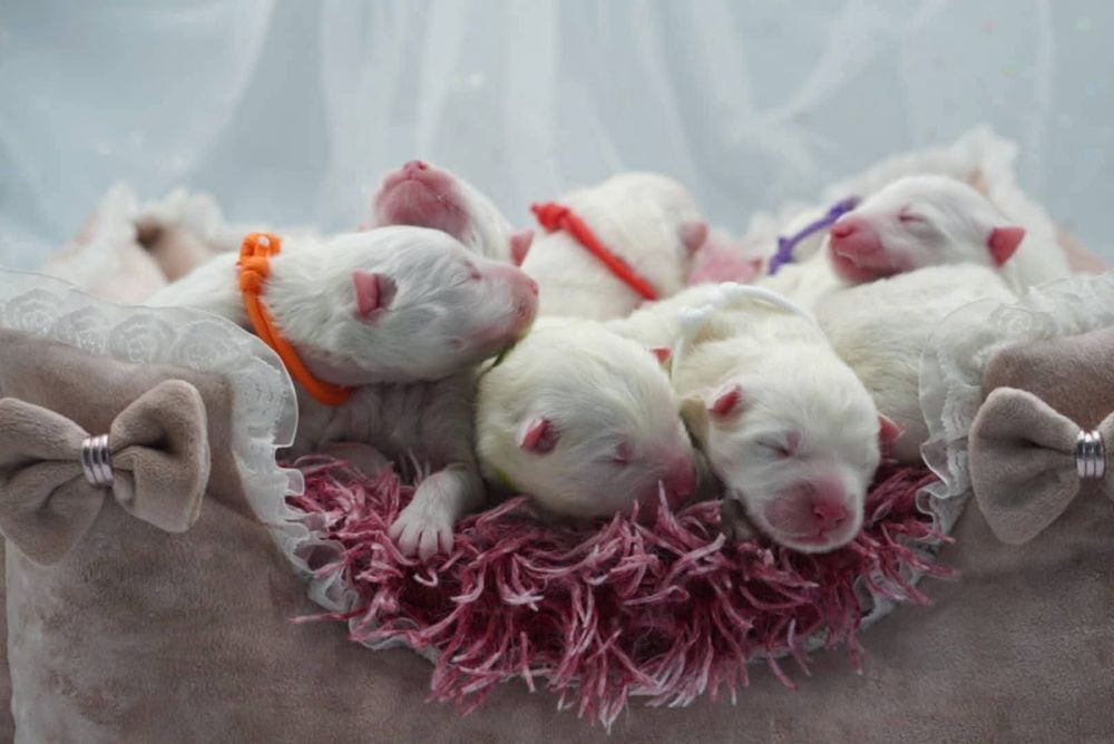 Samoyed szczeniak odbiór listopad/grudzień