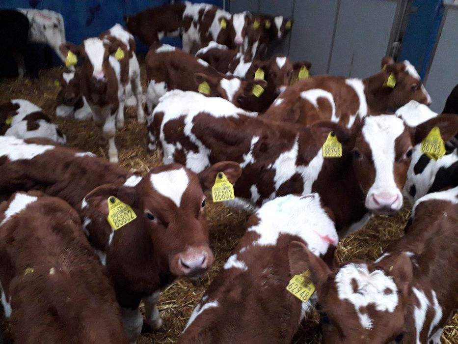 Cielaki Byczki, Jałówki Mięsne, mix ras Cielęta dowóz, raty