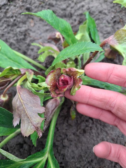 Продам садові декоративні рослини