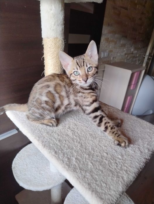 Śliczny kocurek bengalski
