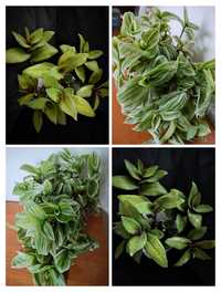 Trzykrotka Tradescantia Blossfeldiana smooth form i White Giant Clone