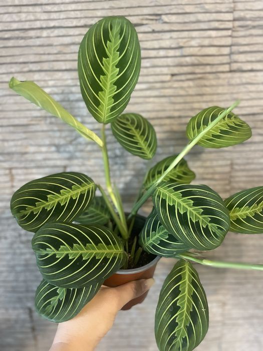 Маранта Lemon Lime