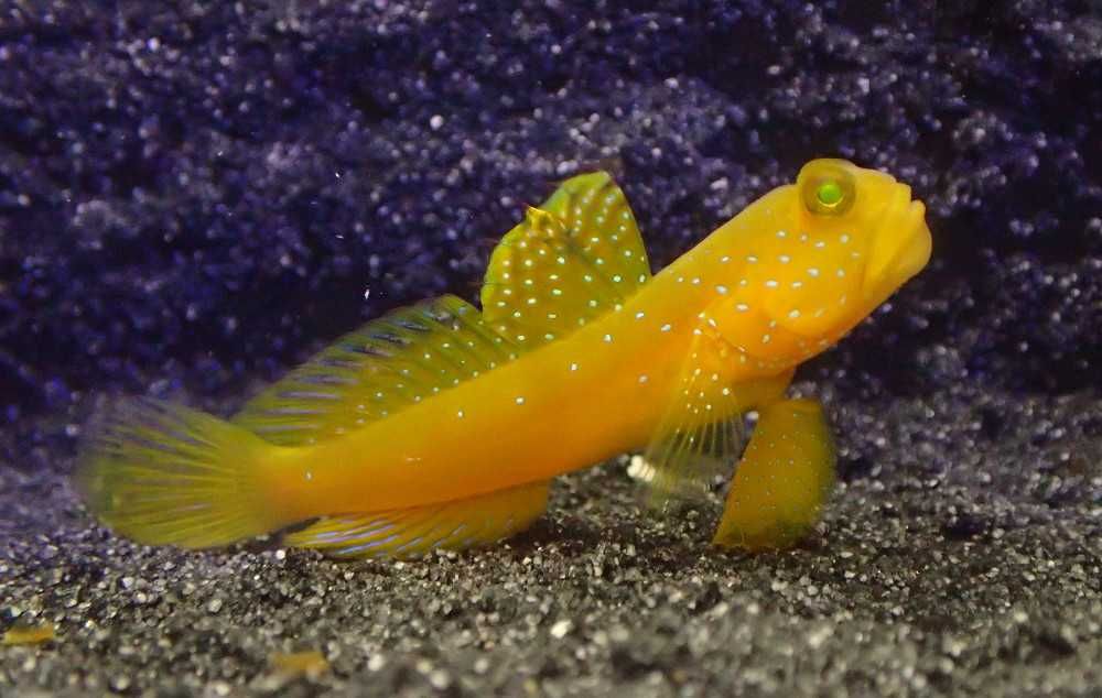 Cryptocentrus cinctus - ryba - akwarium morskie