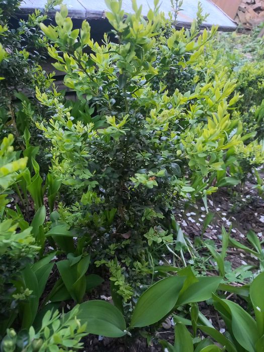 Бересклет, ялівець, самшит