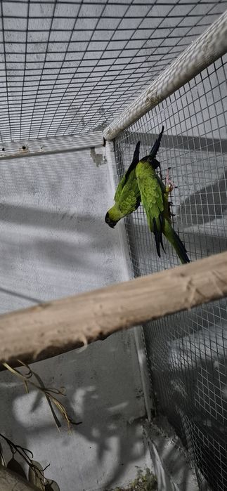Casal Aratingas cabeça preta