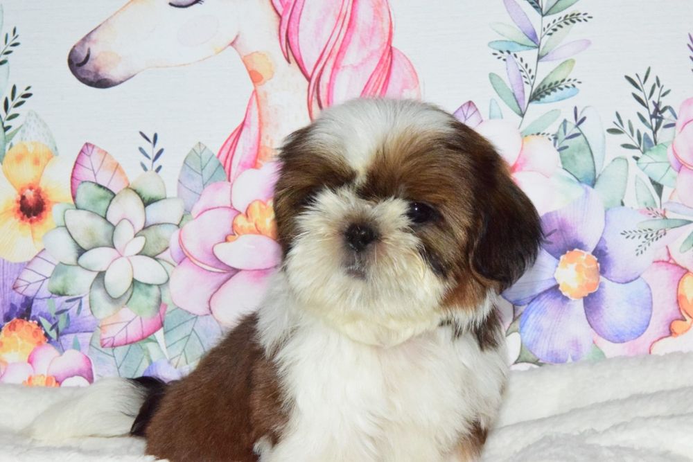 Felix pies chłopczyk Shih Tzu wyjątkowy szczeniak rodowód