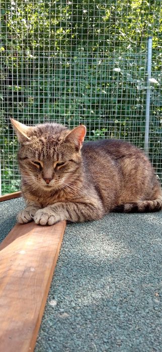 Moli - zielonooka burasia