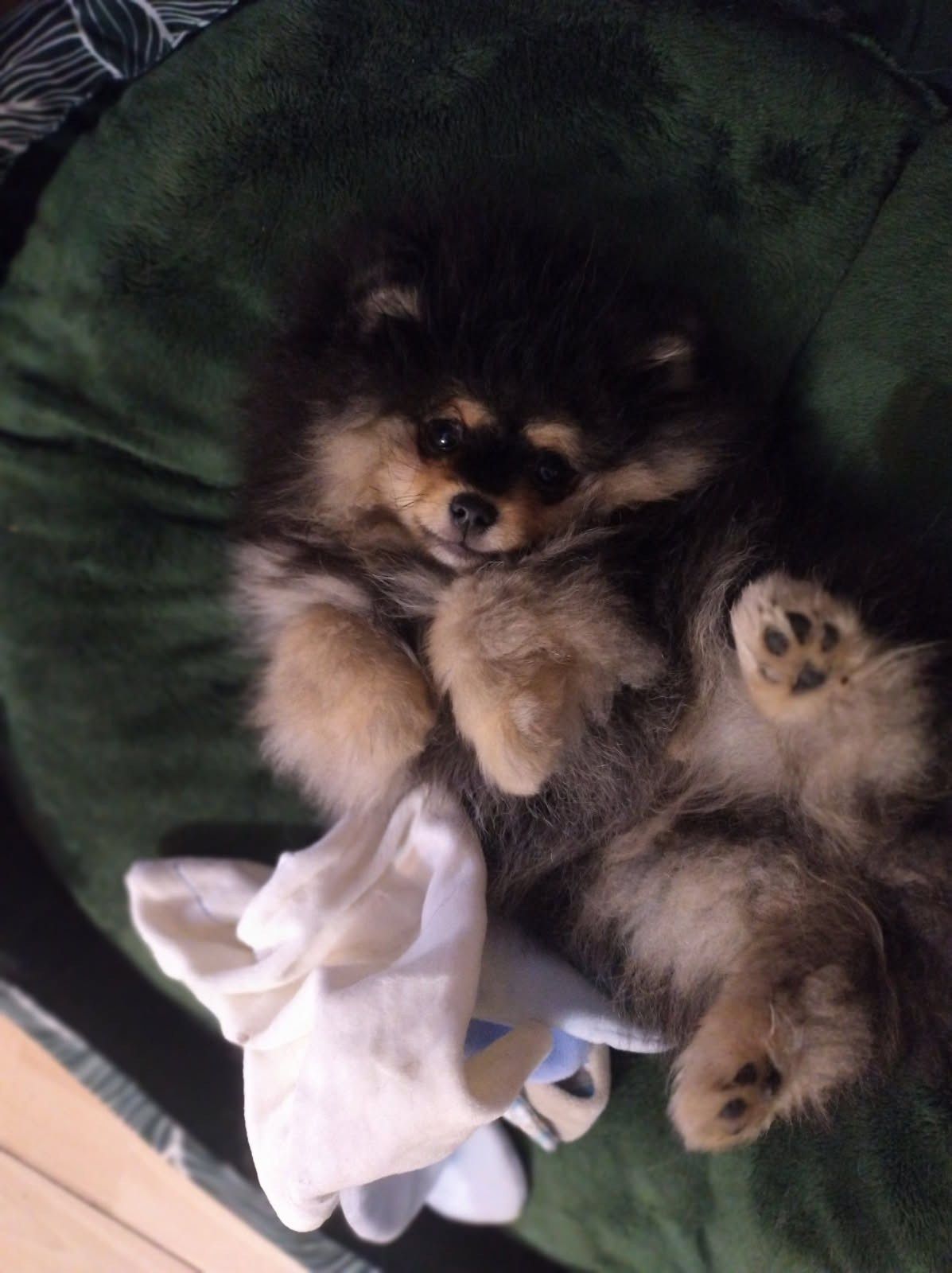 Szpic miniaturowy Pomeranian FCI ZkwP
