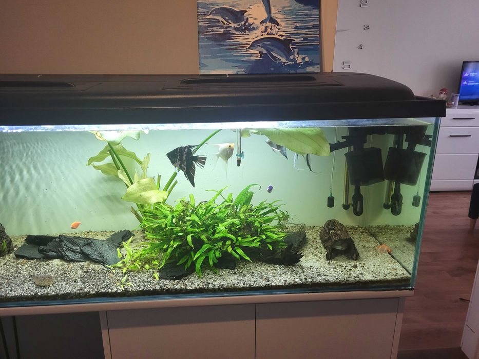 Akwarium 450l z szafką