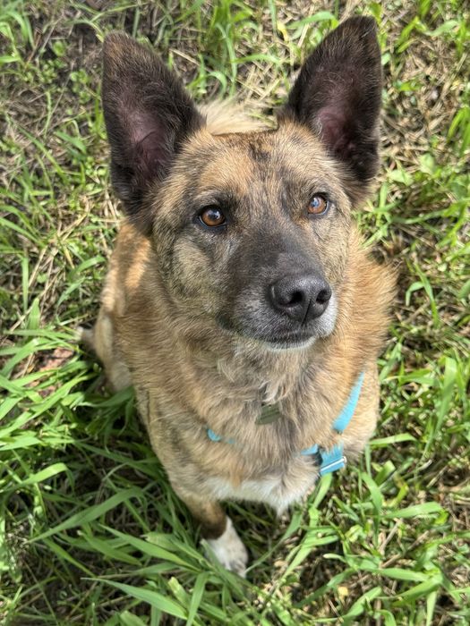 Спокійна собака хлопчик джой