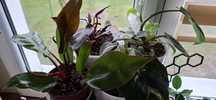 Sadzonki ,philodendron,aglaonema,