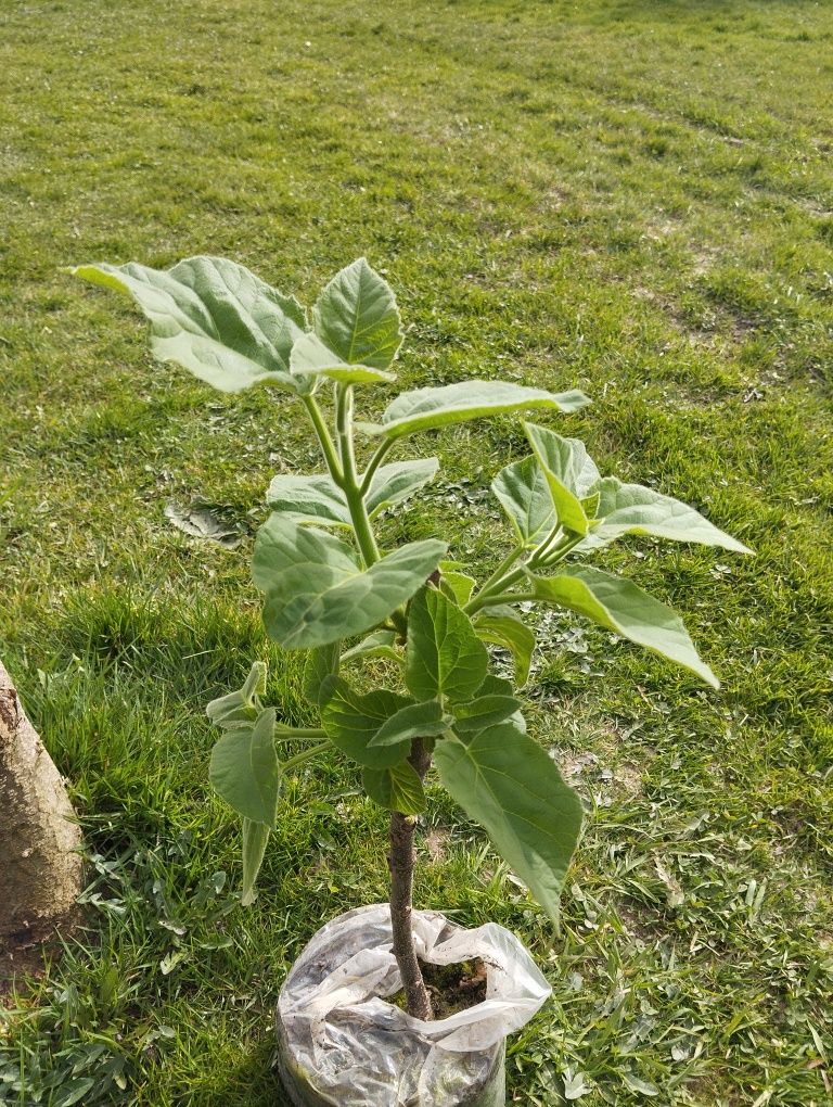 Paulownia, Oxytree, najszybciej rosnące drzewo, Shang Tong, hybryda