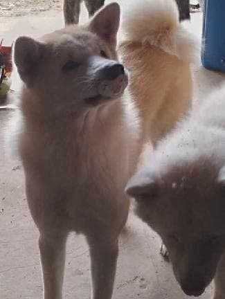 Akita inu socjalizowana przez zoopsychologa