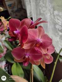Квітуча орхідея фаленопсис