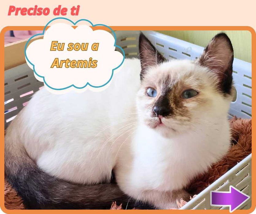 Gatinhos para adoção