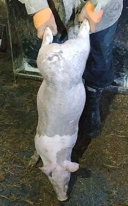 Кабанчик на племя