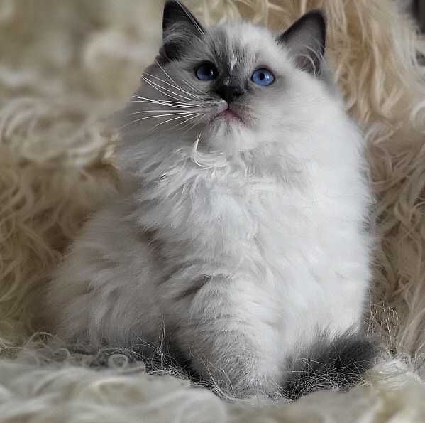 Kocurek ragdoll z rodowodem, już do odbioru:)