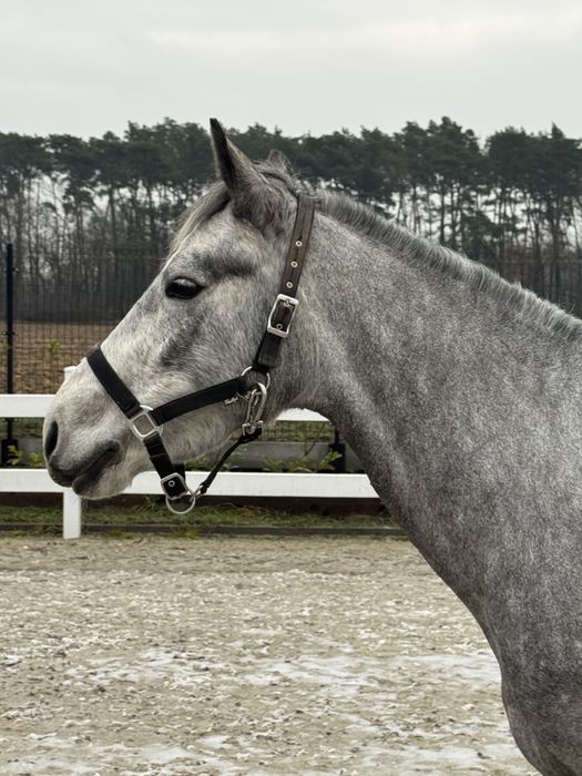 Kuc Connemara Class 1