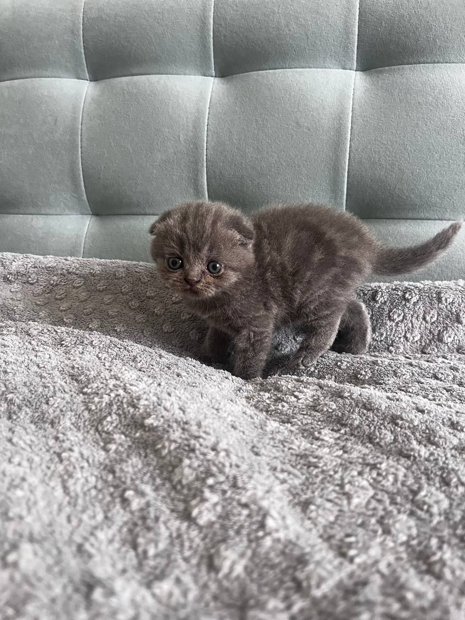 Шотландські висловухі кошенята
