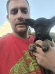 Pequinos traquinas, mãe pinscher n° 6