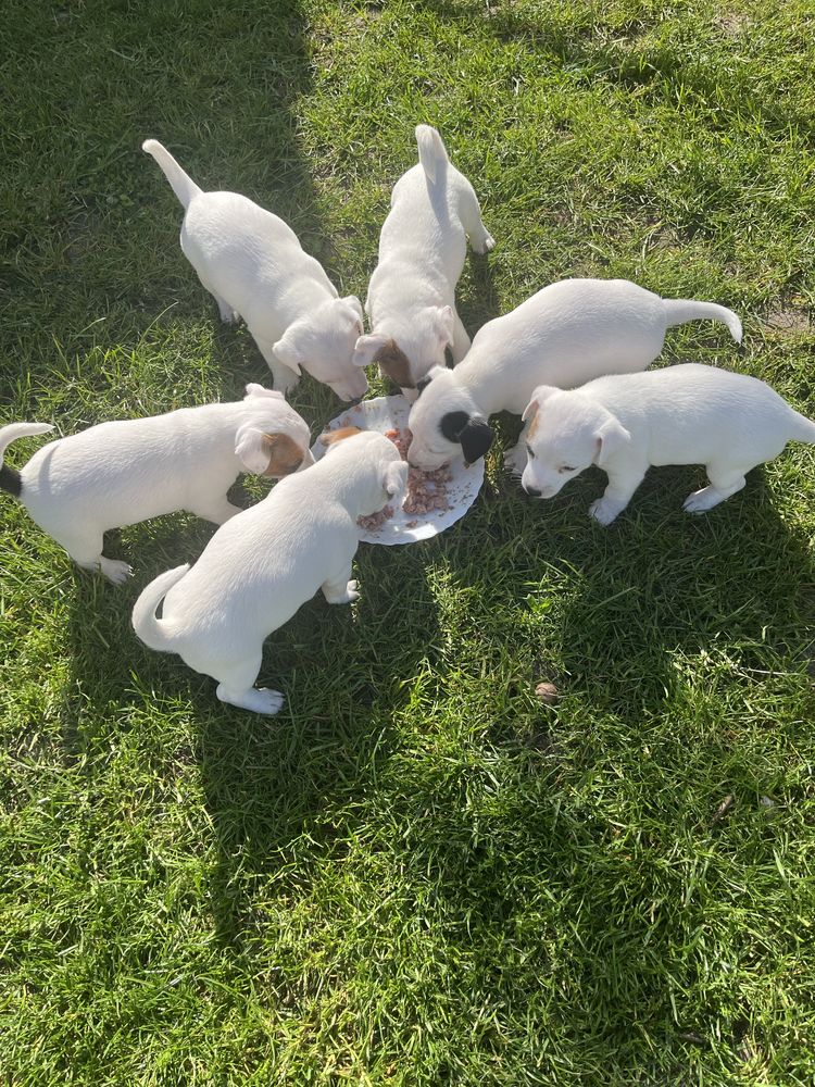 Jack Russell Terrier