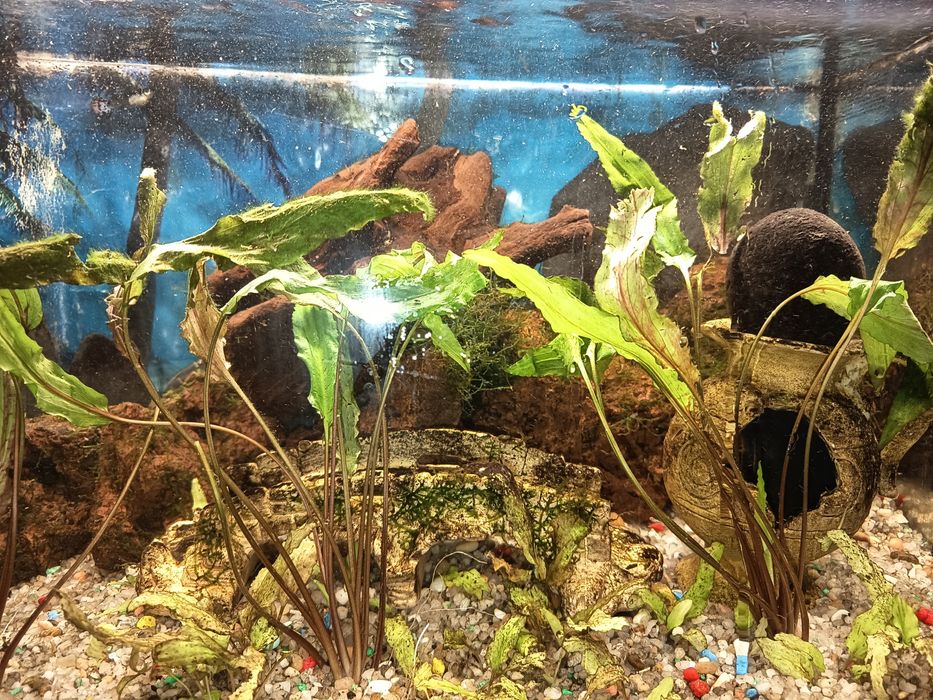 plantas e  musgo de java para aquario