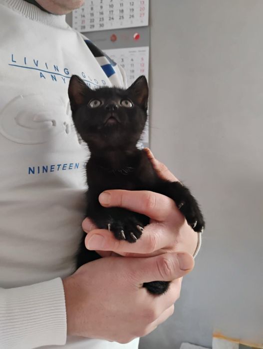 Oddam 4 kotki czarne