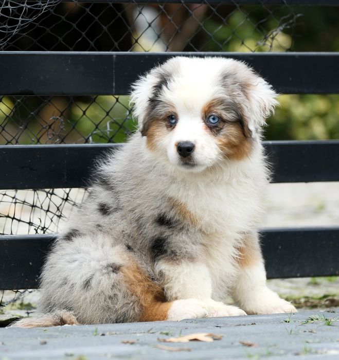 Suczka blue merle owczarek amerykański miniaturowy ZKwP/FCI