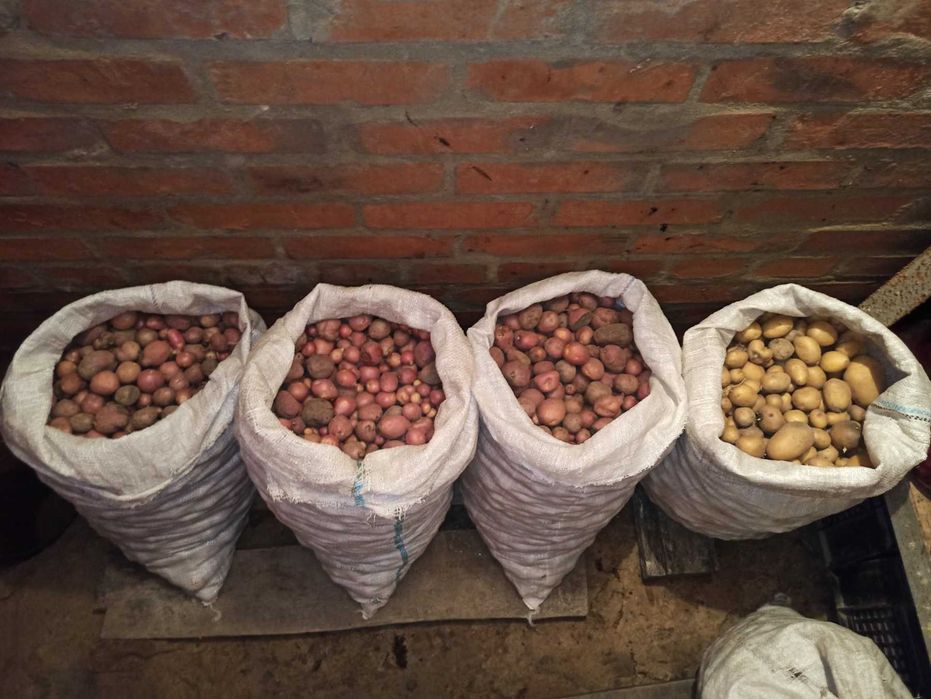 Продам дрібну картоплю для худоби